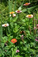Zdjęcia kwiatów oraz różnych gatunków owadów w naszym ogrodzie.