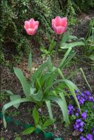 Piękne różowe tulipany, które zakwitły w naszym ogródku.