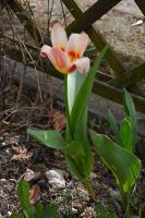 I jeszcze jeden piękny tulipan, który przyciąga wzrok osób spacerujących po ogrodzie.