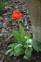 Czerwony tulipan, który zakwitł niedaleko ogrodowej altanki.