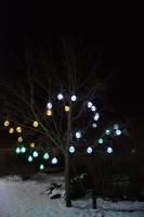 Kolorowe lampki zabłysły na naszych ogrodowych drzewkach.