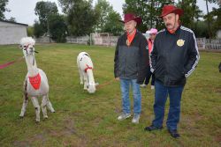 Pośród biesiadników przechadzały się lamy, które były nie lada atrakcją.