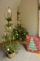 Świąteczne dekoracje oraz wspólne zajęcia w ostatnich dniach przed Bożym Narodzeniem 2025 roku.