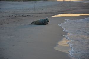 Foka leżakująca na plaży.