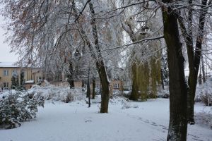 Ogród zimą. Alejka spacerowa.